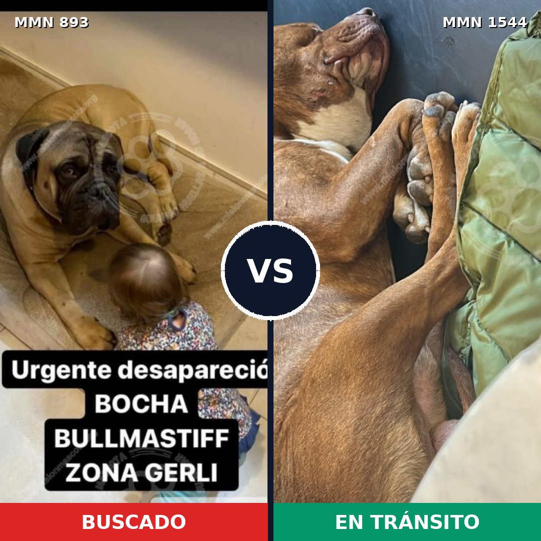 Comparativa MMS 29908: mascota perdida y mascota encontrada, 43% de similitud