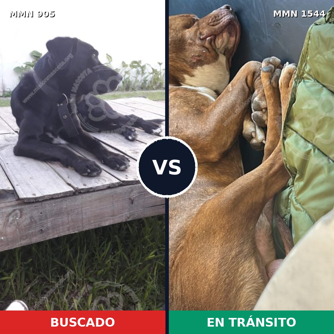 Comparativa MMS 29909: mascota perdida y mascota encontrada, 45% de similitud