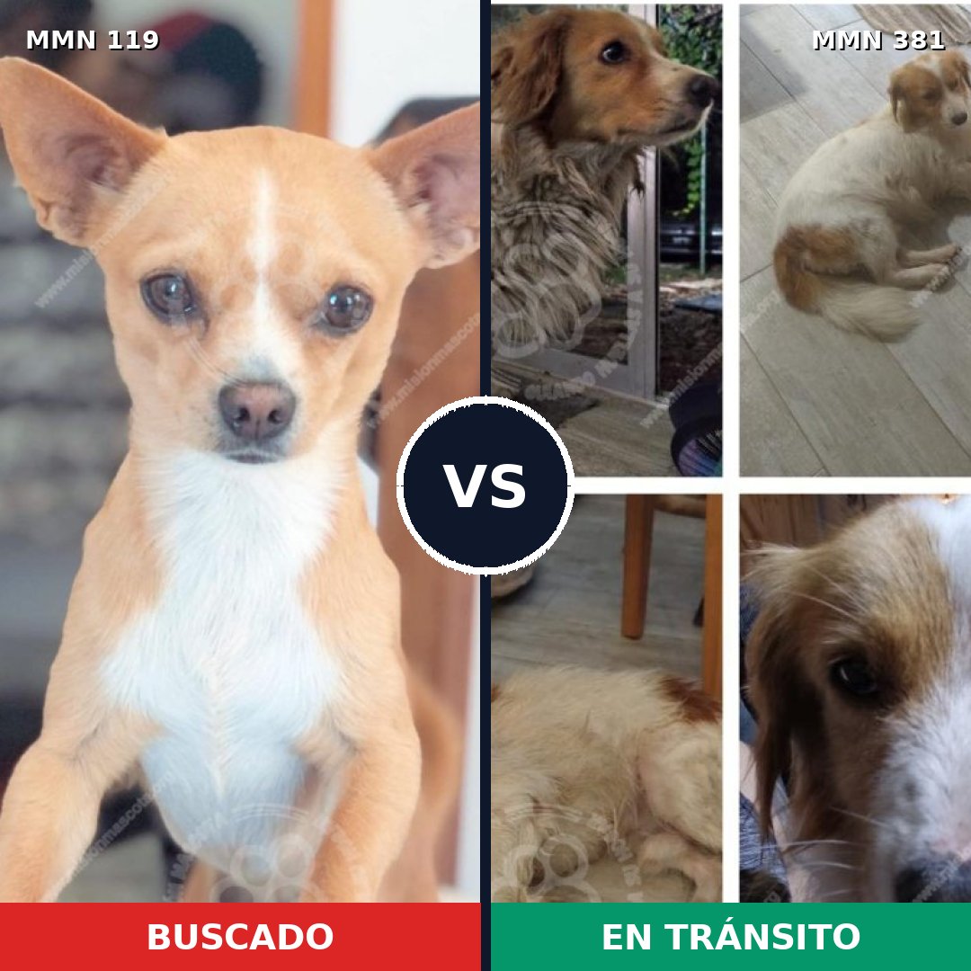 Comparativa MMS 2991: mascota perdida y mascota encontrada, 44% de similitud