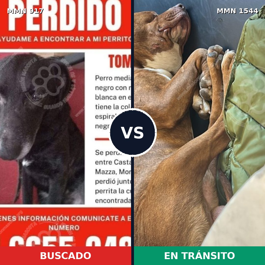 Comparativa MMS 29910: mascota perdida y mascota encontrada, 44% de similitud