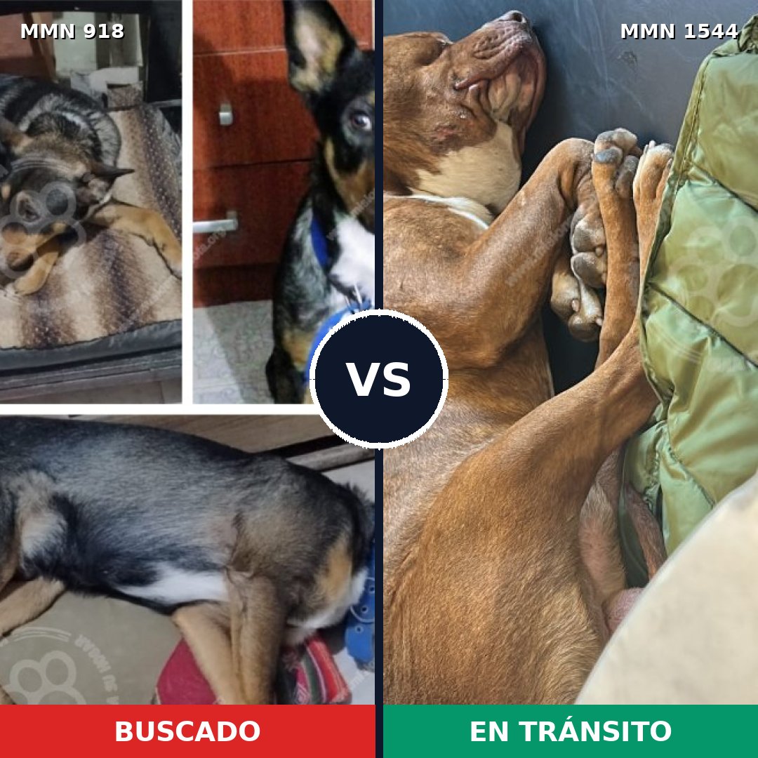 Comparativa MMS 29911: mascota perdida y mascota encontrada, 36% de similitud