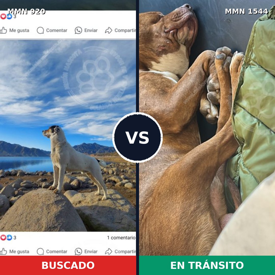 Comparativa MMS 29913: mascota perdida y mascota encontrada, 36% de similitud
