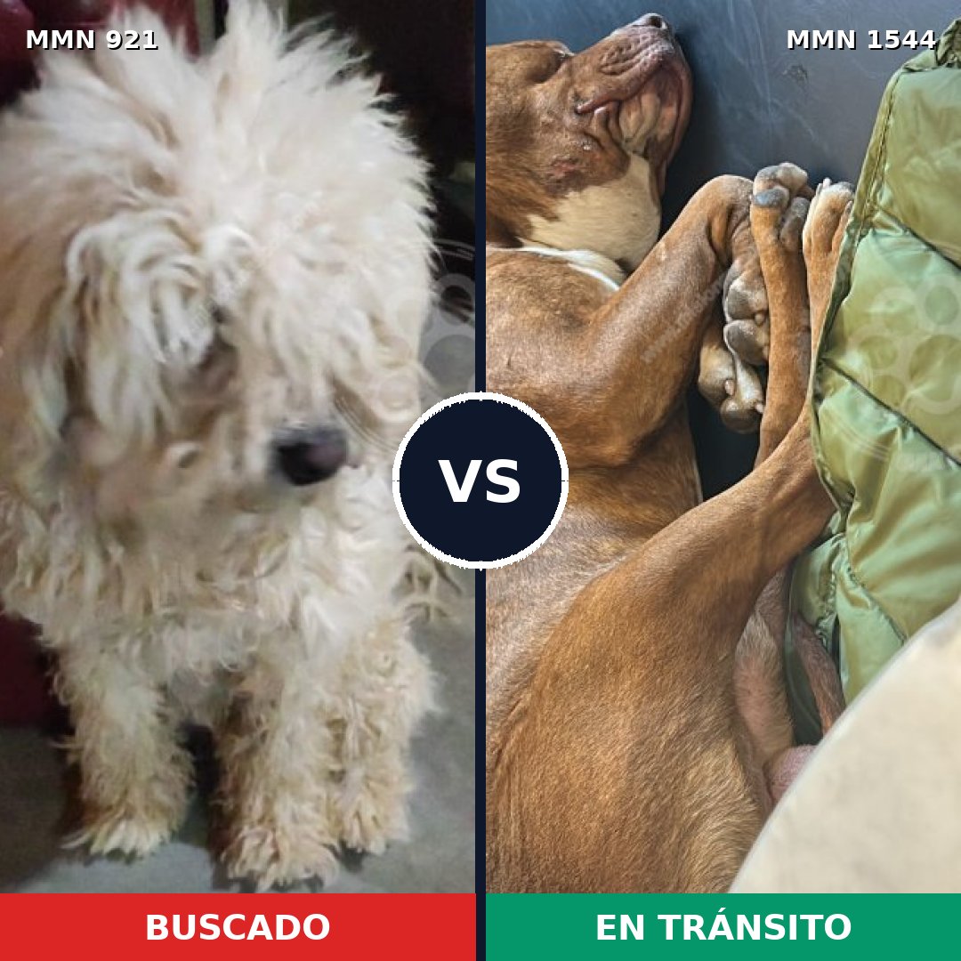 Comparativa MMS 29914: mascota perdida y mascota encontrada, 26% de similitud
