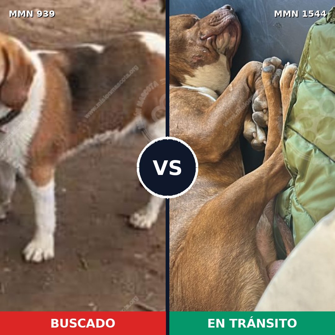 Comparativa MMS 29915: mascota perdida y mascota encontrada, 36% de similitud