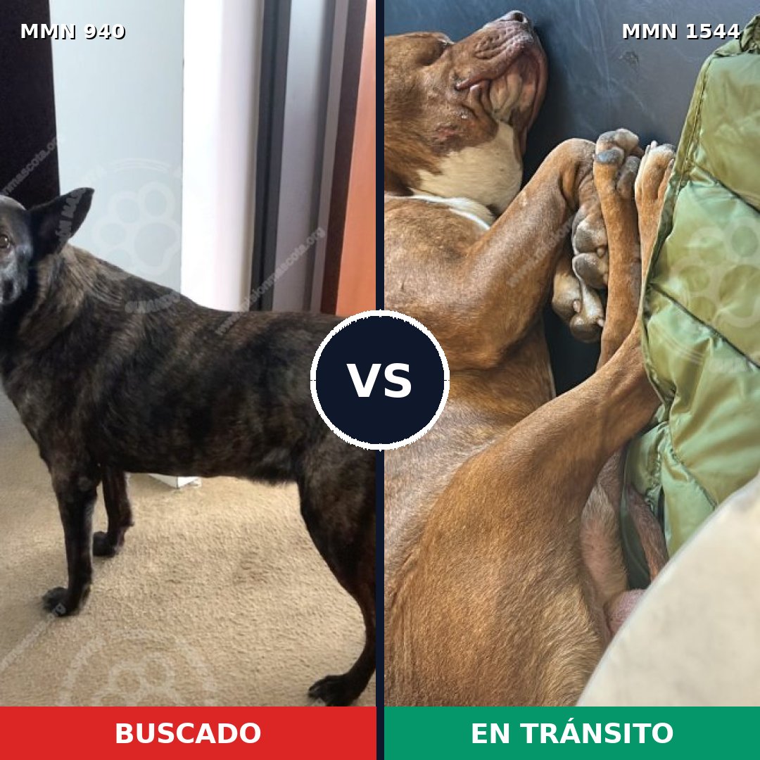 Comparativa MMS 29916: mascota perdida y mascota encontrada, 40% de similitud