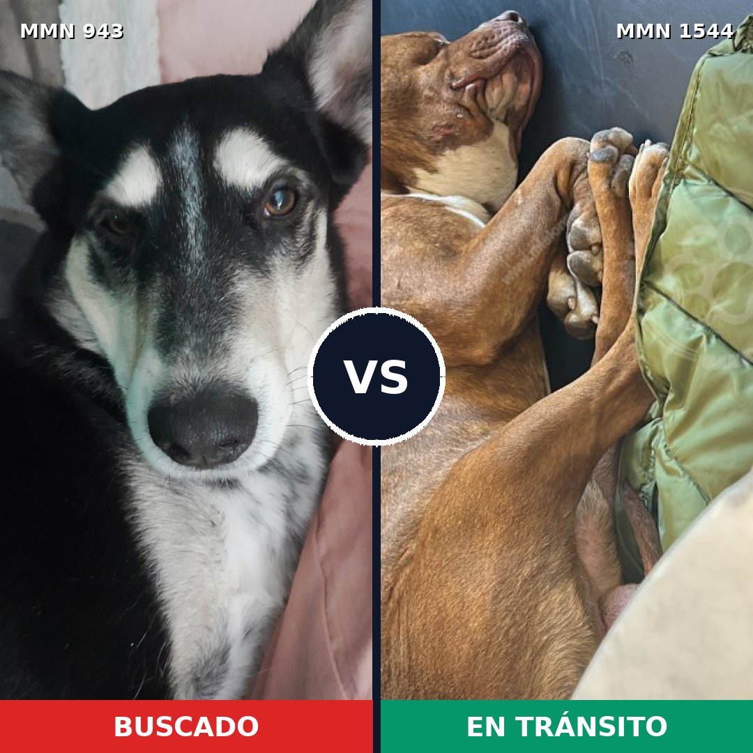 Comparativa MMS 29917: mascota perdida y mascota encontrada, 55% de similitud