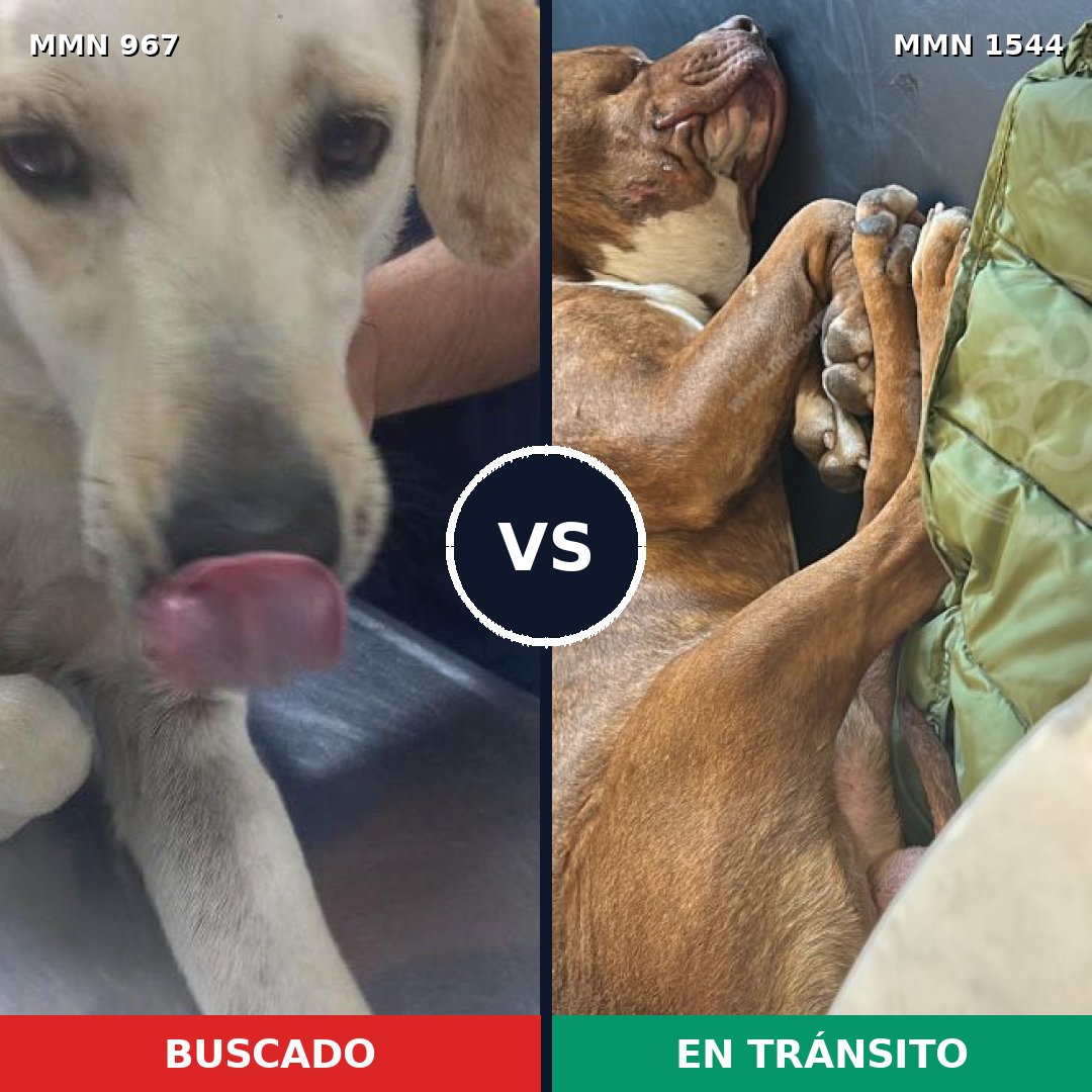 Comparativa MMS 29919: mascota perdida y mascota encontrada, 36% de similitud