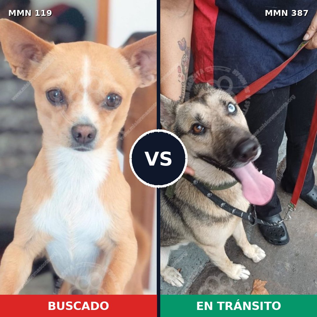 Comparativa MMS 2992: mascota perdida y mascota encontrada, 3% de similitud
