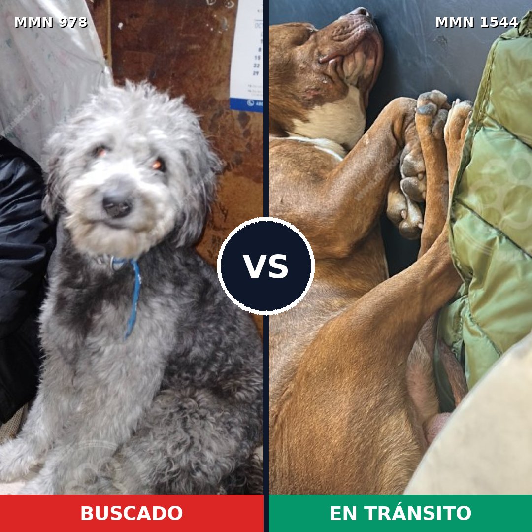 Comparativa MMS 29920: mascota perdida y mascota encontrada, 40% de similitud