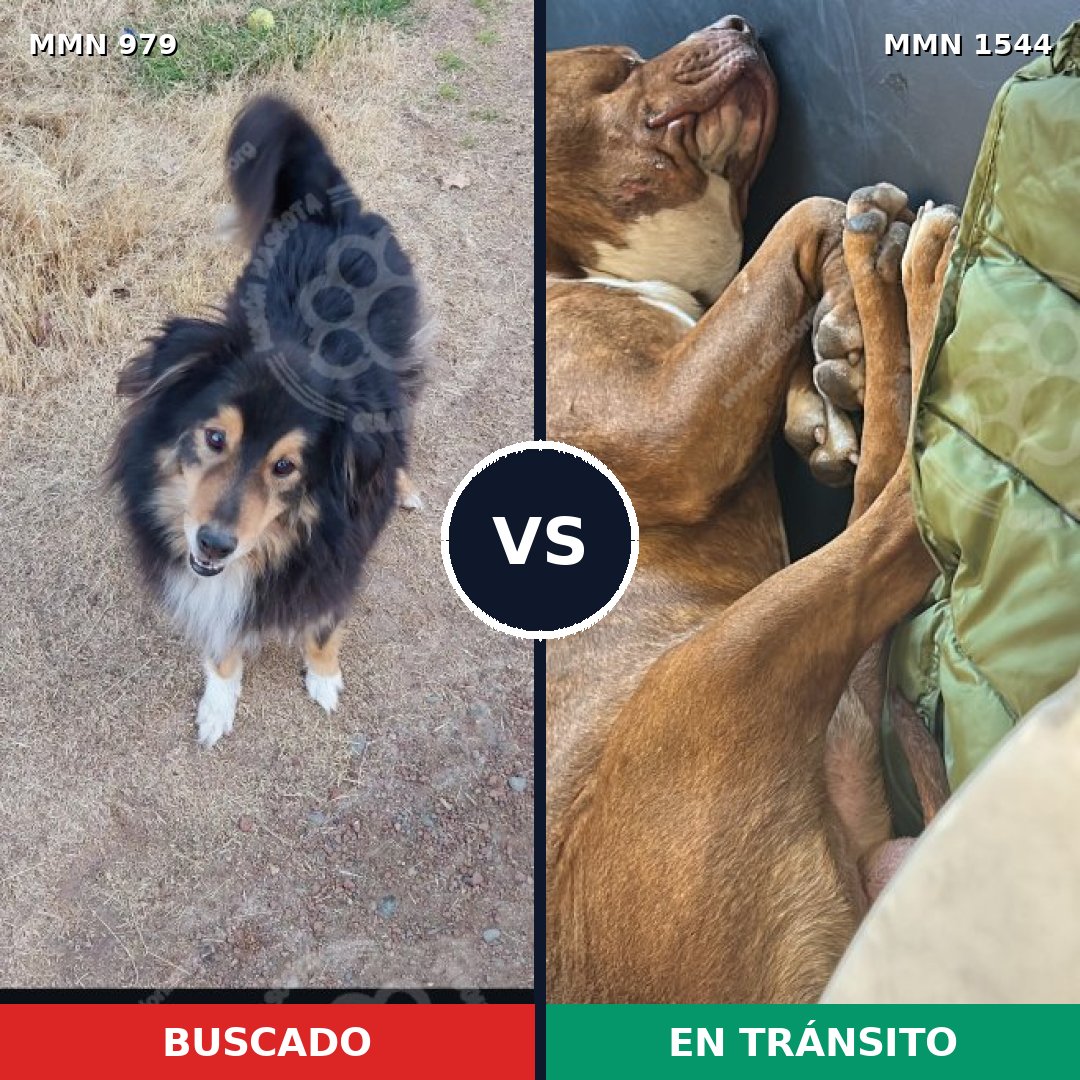 Comparativa MMS 29921: mascota perdida y mascota encontrada, 29% de similitud