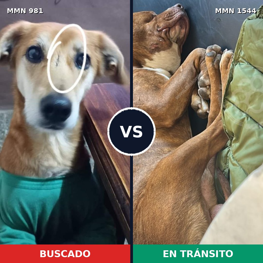 Comparativa MMS 29922: mascota perdida y mascota encontrada, 43% de similitud