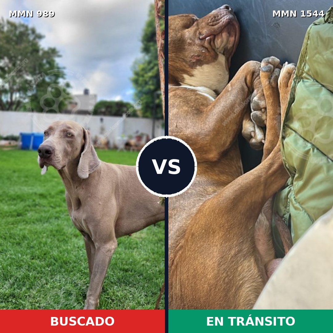 Comparativa MMS 29923: mascota perdida y mascota encontrada, 49% de similitud