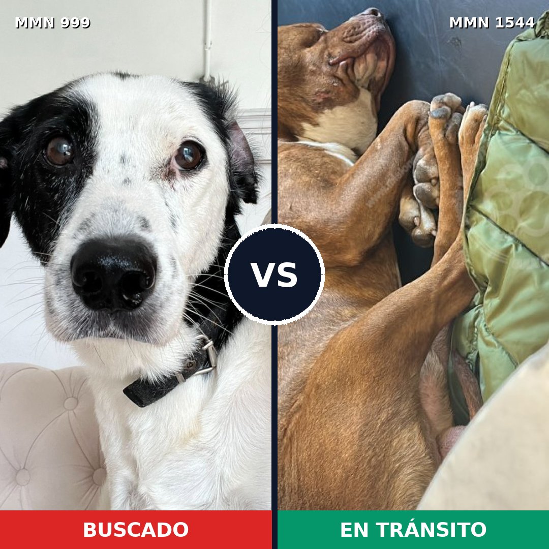 Comparativa MMS 29924: mascota perdida y mascota encontrada, 44% de similitud