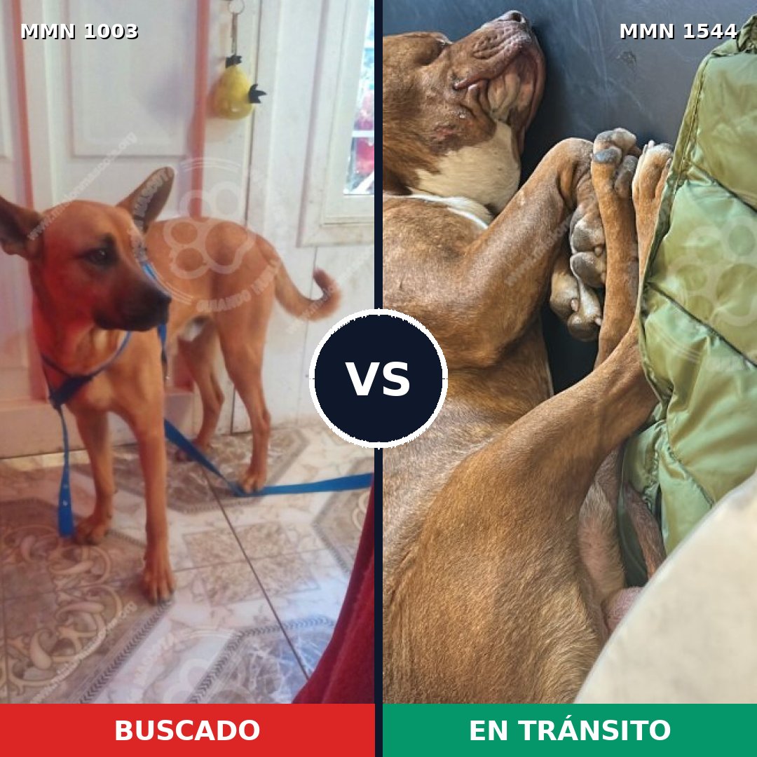 Comparativa MMS 29925: mascota perdida y mascota encontrada, 49% de similitud