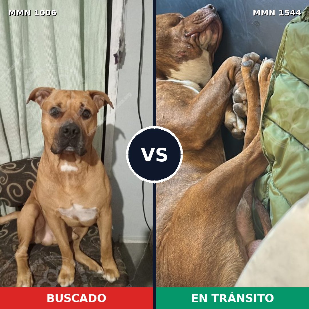 Comparativa MMS 29926: mascota perdida y mascota encontrada, 61% de similitud