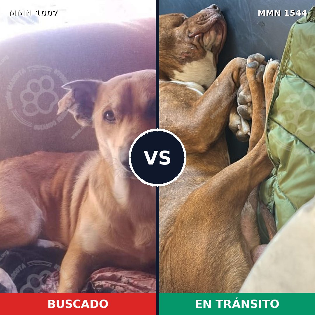 Comparativa MMS 29927: mascota perdida y mascota encontrada, 60% de similitud