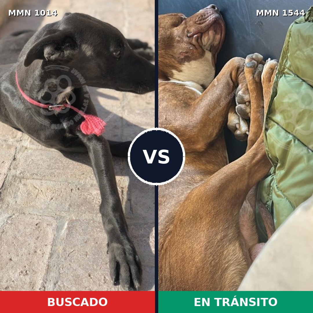 Comparativa MMS 29928: mascota perdida y mascota encontrada, 49% de similitud