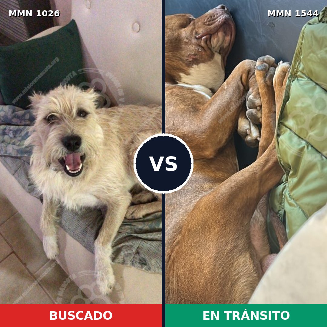 Comparativa MMS 29929: mascota perdida y mascota encontrada, 48% de similitud