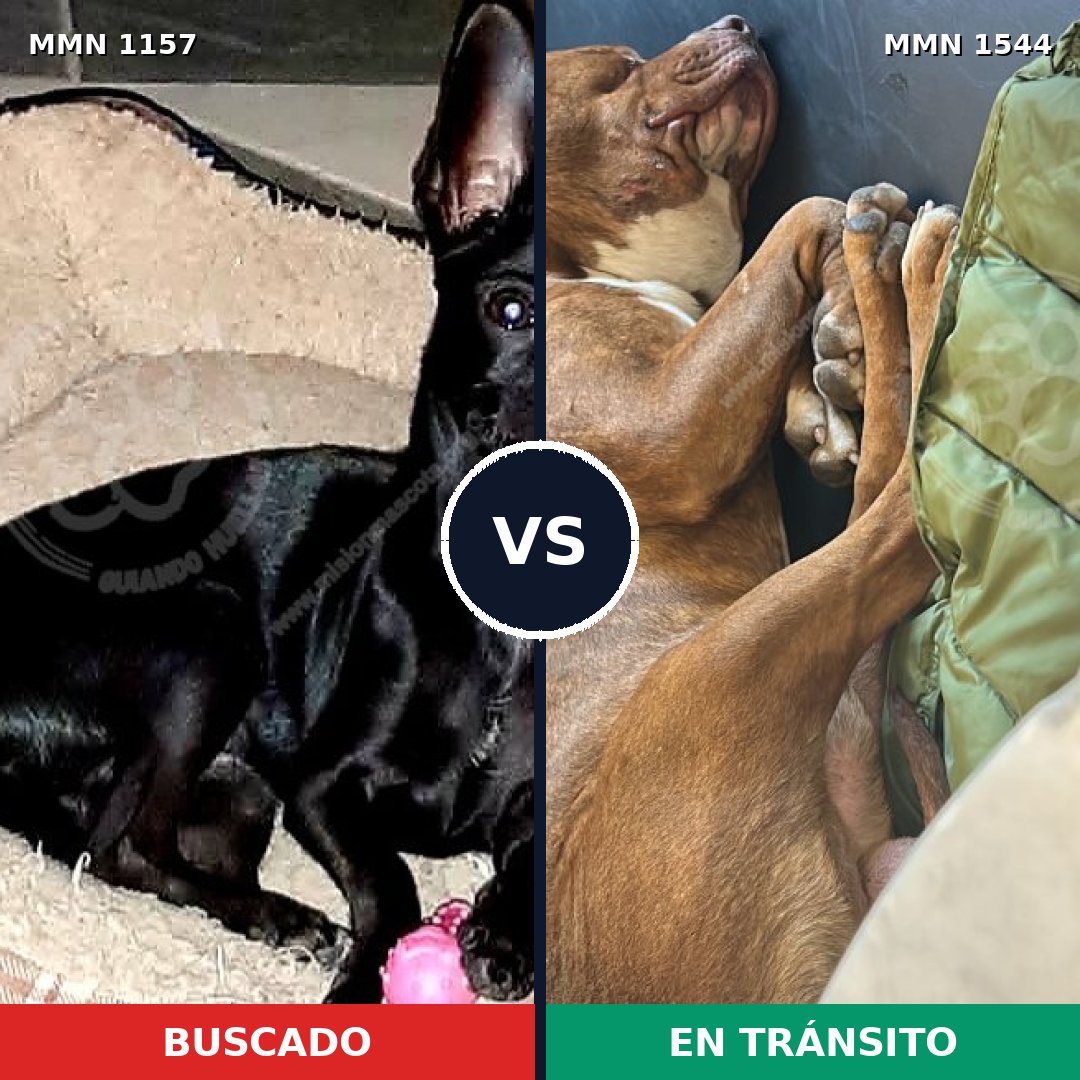 Comparativa MMS 29930: mascota perdida y mascota encontrada, 23% de similitud