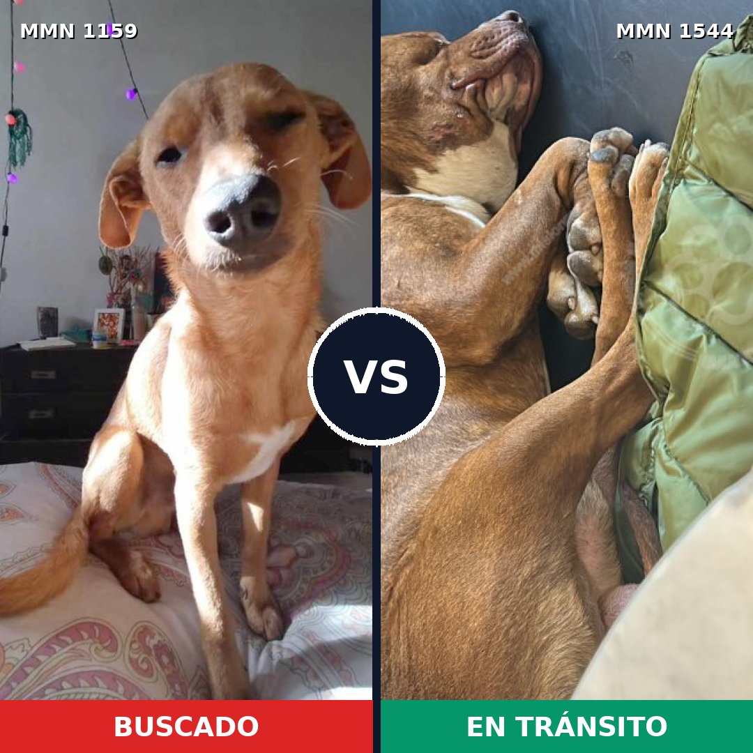 Comparativa MMS 29931: mascota perdida y mascota encontrada, 45% de similitud