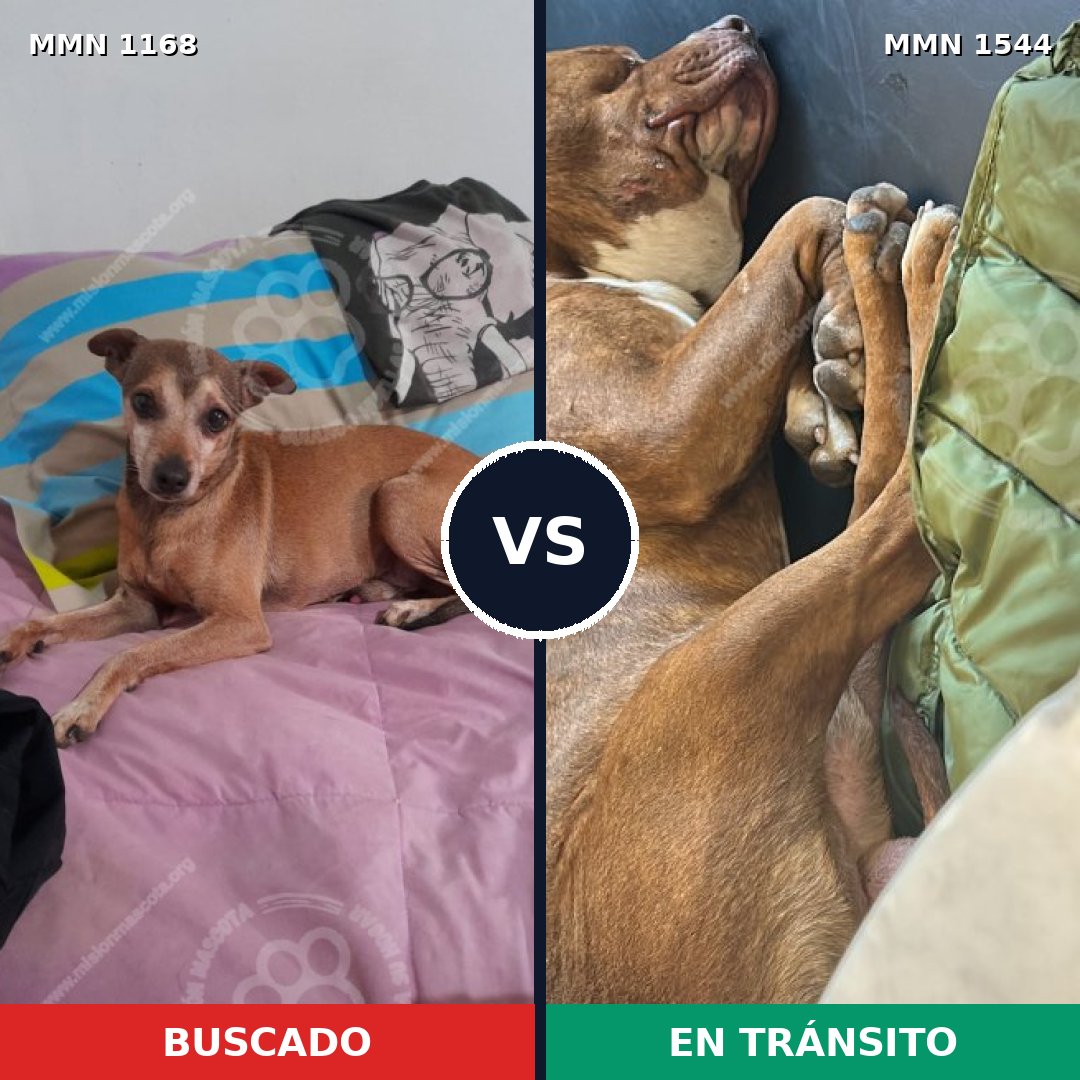 Comparativa MMS 29932: mascota perdida y mascota encontrada, 32% de similitud