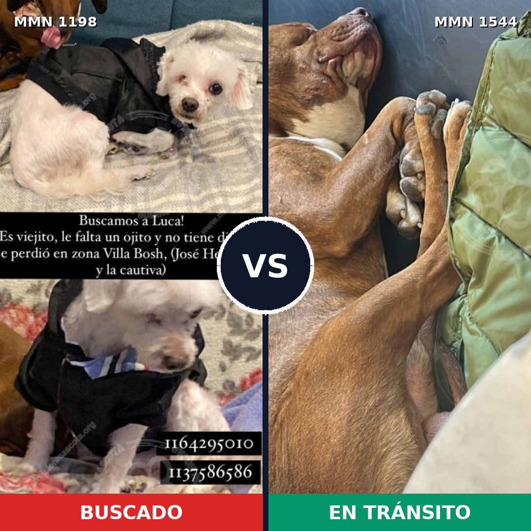 Comparativa MMS 29933: mascota perdida y mascota encontrada, 35% de similitud