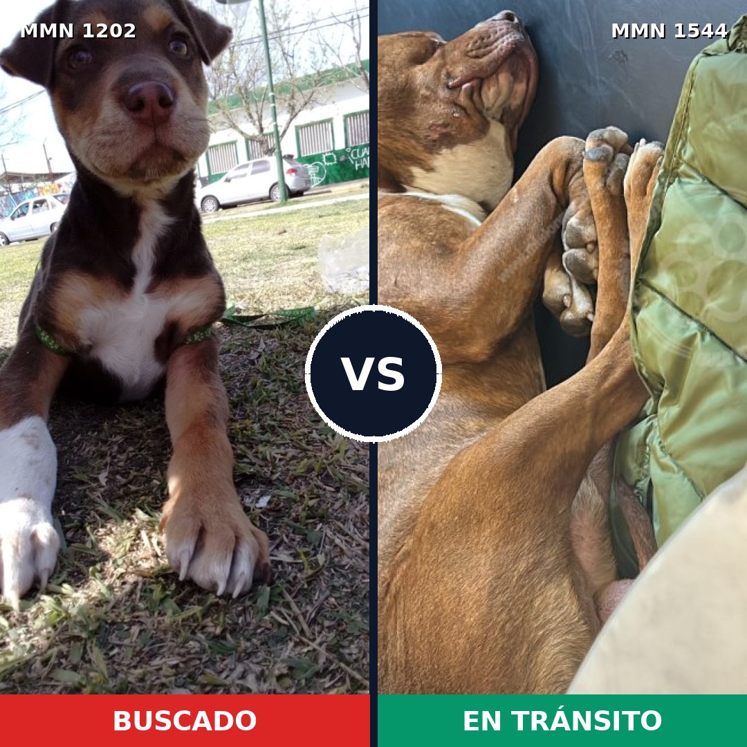 Comparativa MMS 29934: mascota perdida y mascota encontrada, 53% de similitud