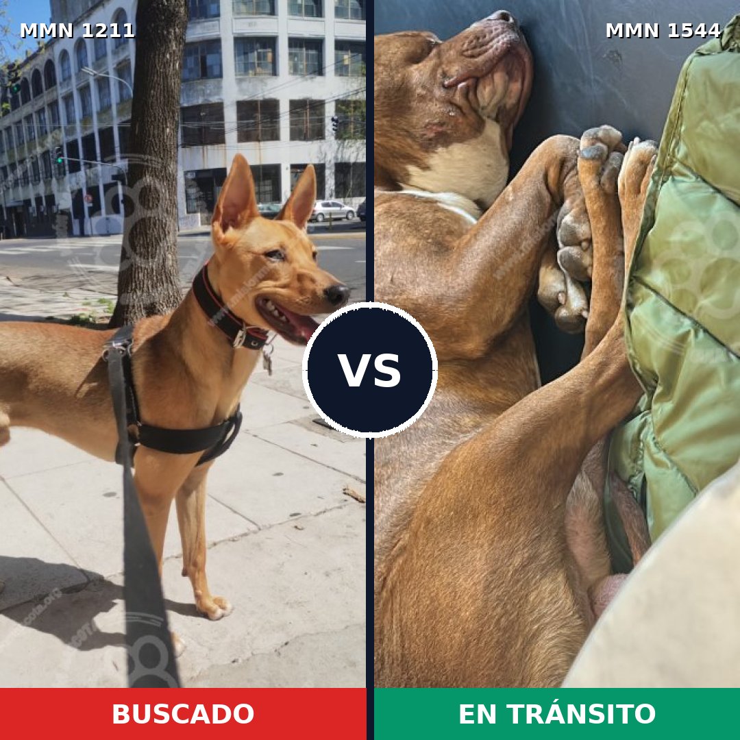 Comparativa MMS 29935: mascota perdida y mascota encontrada, 50% de similitud