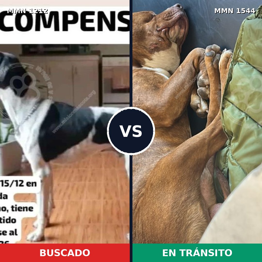 Comparativa MMS 29936: mascota perdida y mascota encontrada, 48% de similitud