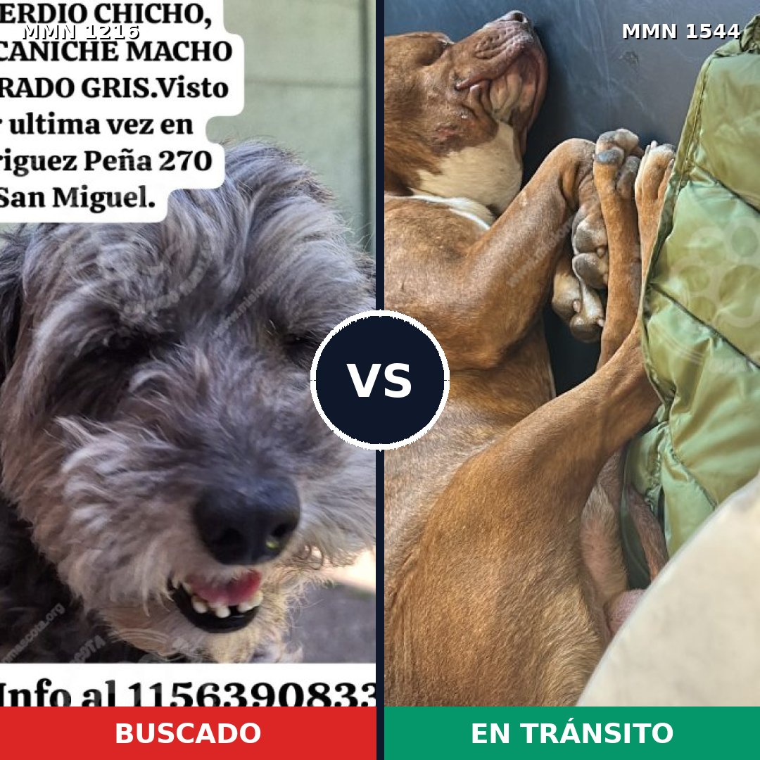 Comparativa MMS 29937: mascota perdida y mascota encontrada, 43% de similitud