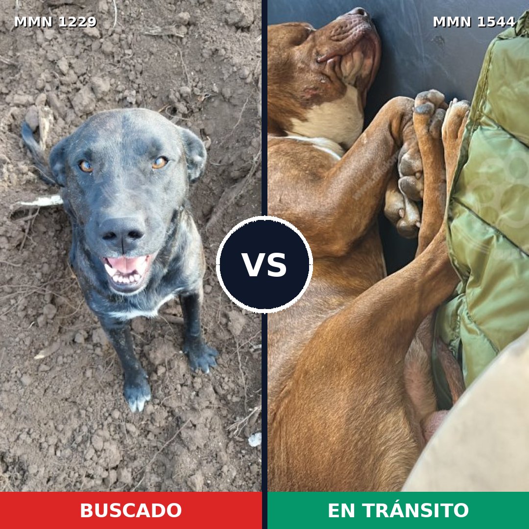 Comparativa MMS 29938: mascota perdida y mascota encontrada, 73% de similitud