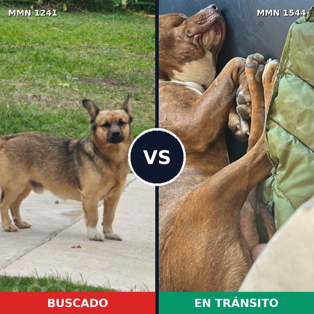 Comparativa MMS 29939: mascota perdida y mascota encontrada, 33% de similitud