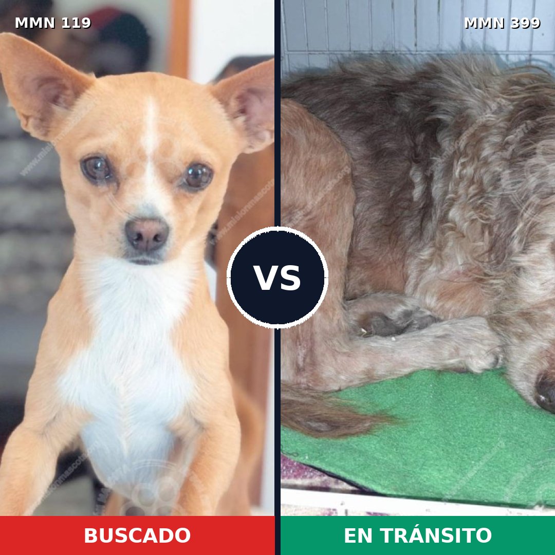 Comparativa MMS 2994: mascota perdida y mascota encontrada, 13% de similitud