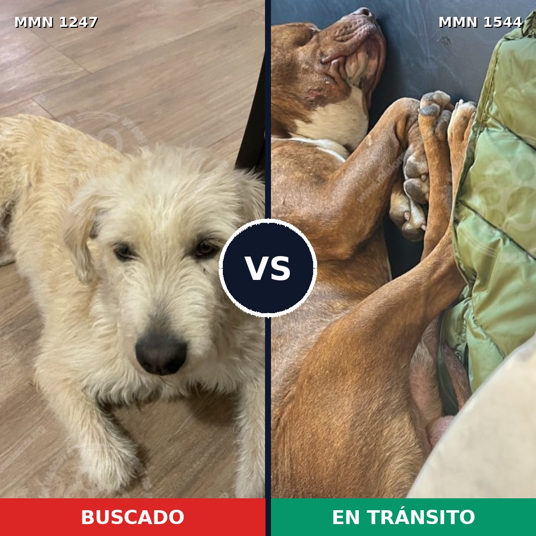 Comparativa MMS 29940: mascota perdida y mascota encontrada, 49% de similitud
