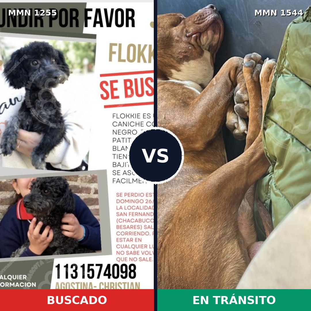 Comparativa MMS 29941: mascota perdida y mascota encontrada, 33% de similitud