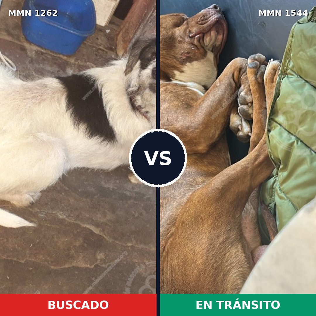 Comparativa MMS 29942: mascota perdida y mascota encontrada, 52% de similitud
