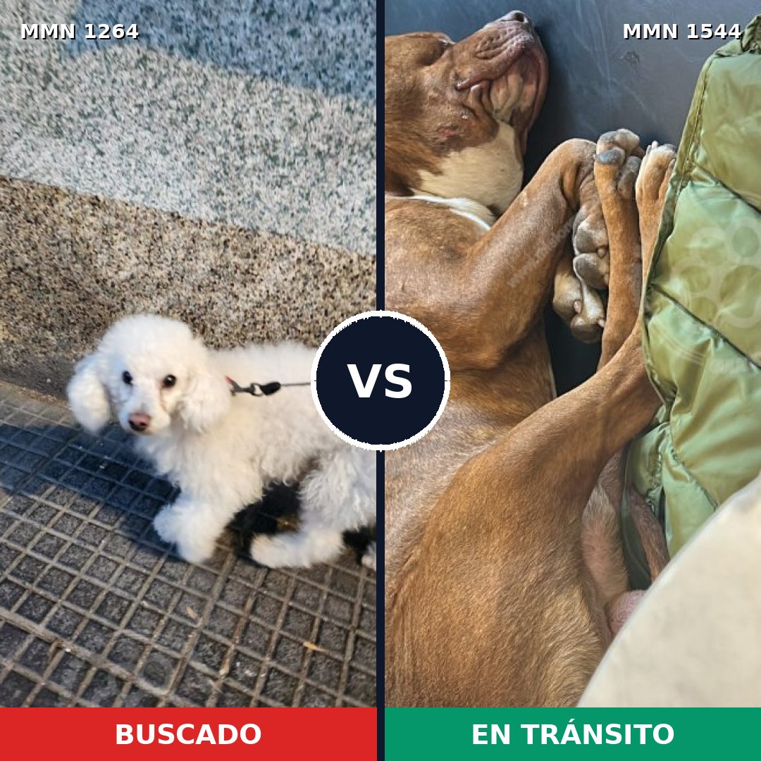 Comparativa MMS 29944: mascota perdida y mascota encontrada, 35% de similitud