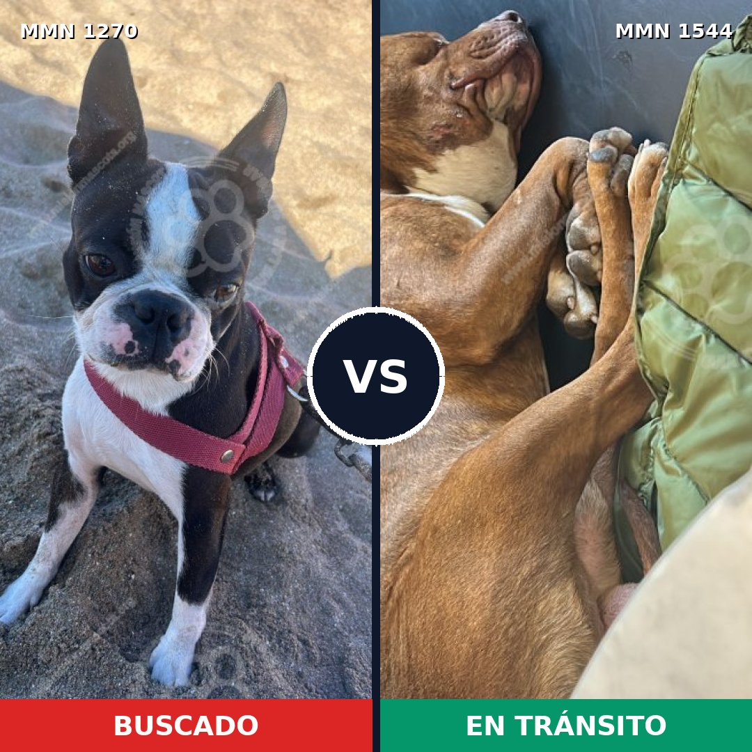 Comparativa MMS 29945: mascota perdida y mascota encontrada, 33% de similitud