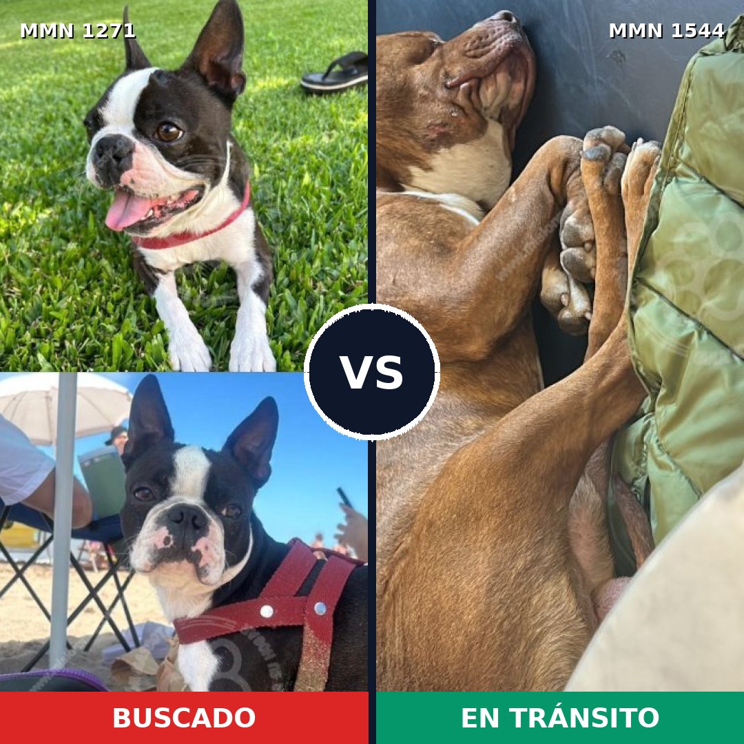 Comparativa MMS 29946: mascota perdida y mascota encontrada, 33% de similitud