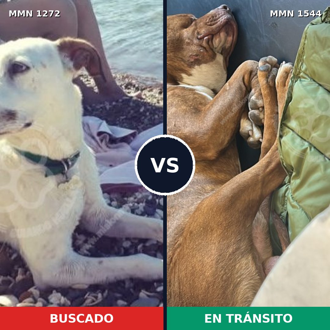Comparativa MMS 29947: mascota perdida y mascota encontrada, 36% de similitud