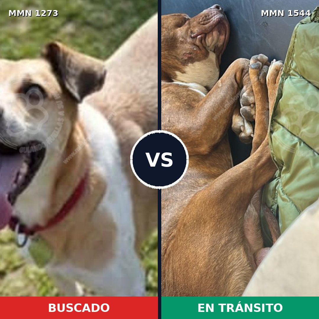 Comparativa MMS 29948: mascota perdida y mascota encontrada, 45% de similitud