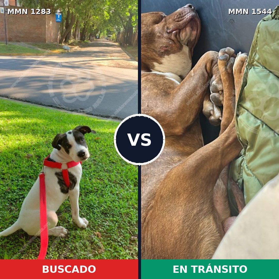 Comparativa MMS 29949: mascota perdida y mascota encontrada, 32% de similitud