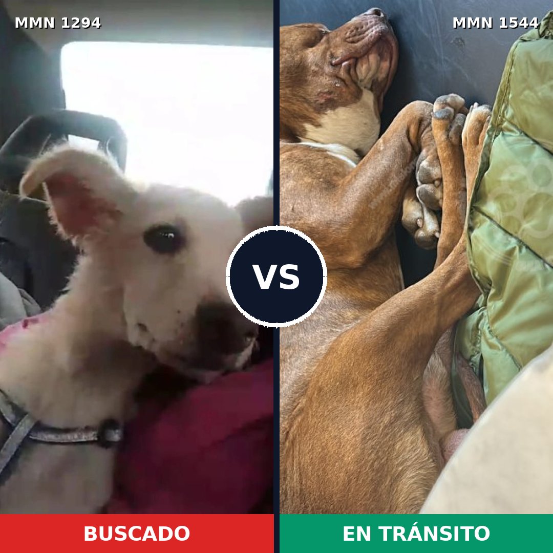 Comparativa MMS 29951: mascota perdida y mascota encontrada, 43% de similitud