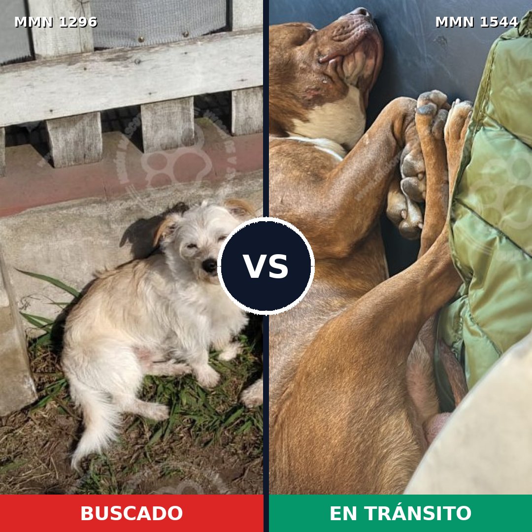 Comparativa MMS 29952: mascota perdida y mascota encontrada, 34% de similitud