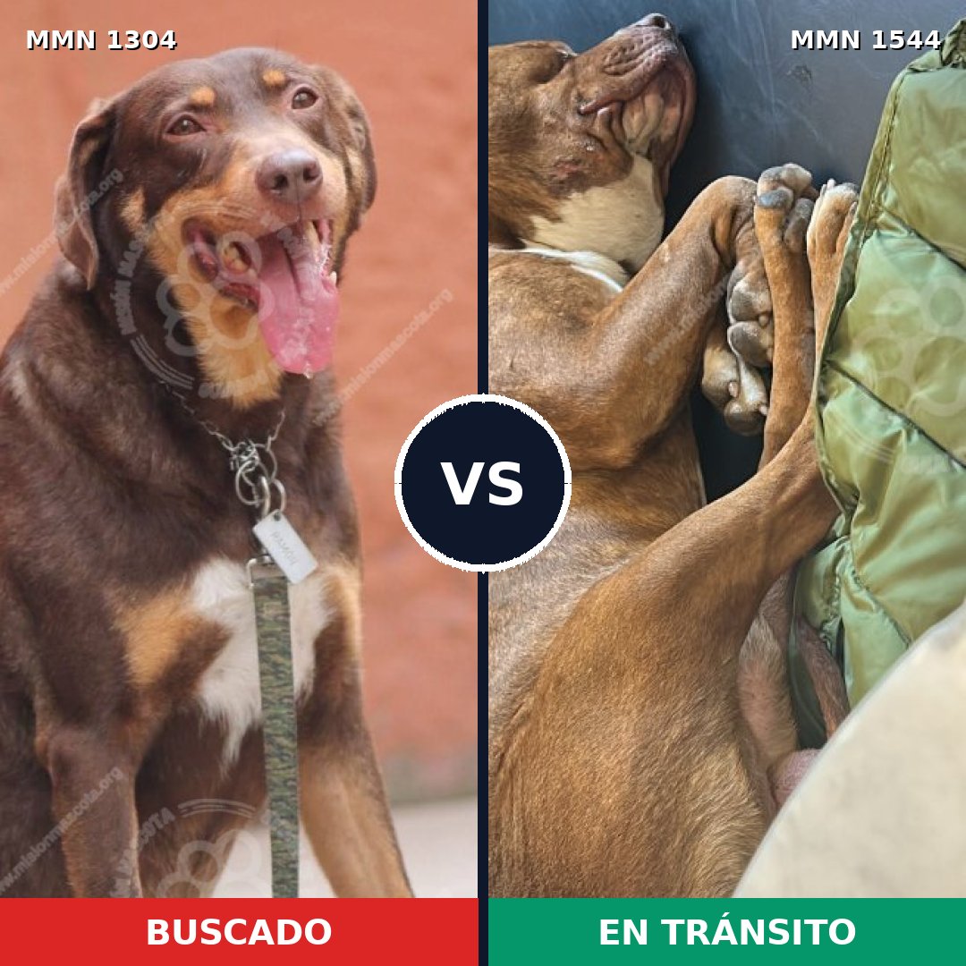 Comparativa MMS 29954: mascota perdida y mascota encontrada, 41% de similitud