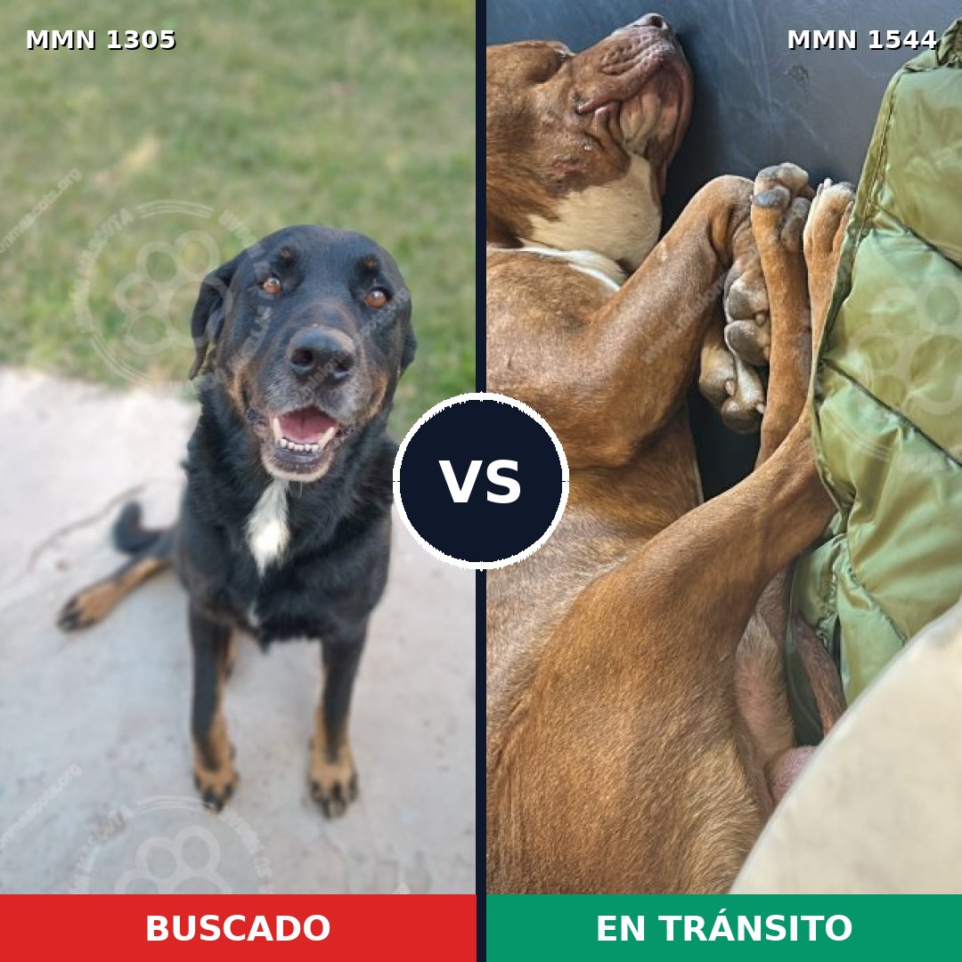 Comparativa MMS 29955: mascota perdida y mascota encontrada, 48% de similitud