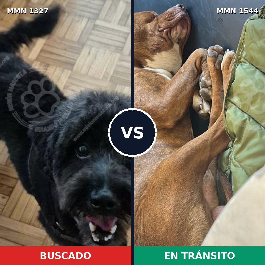 Comparativa MMS 29956: mascota perdida y mascota encontrada, 34% de similitud