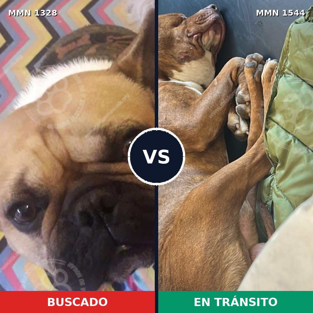 Comparativa MMS 29957: mascota perdida y mascota encontrada, 46% de similitud