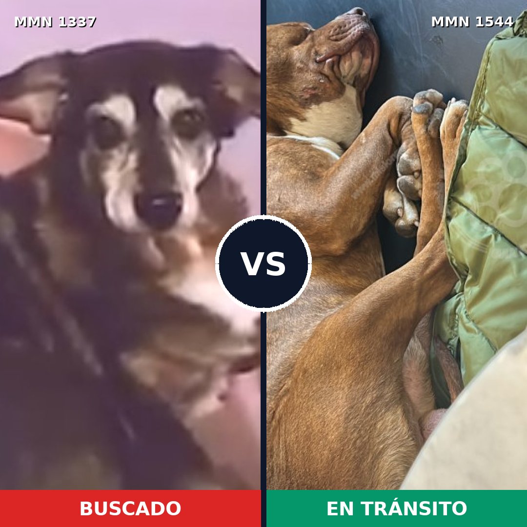 Comparativa MMS 29958: mascota perdida y mascota encontrada, 42% de similitud