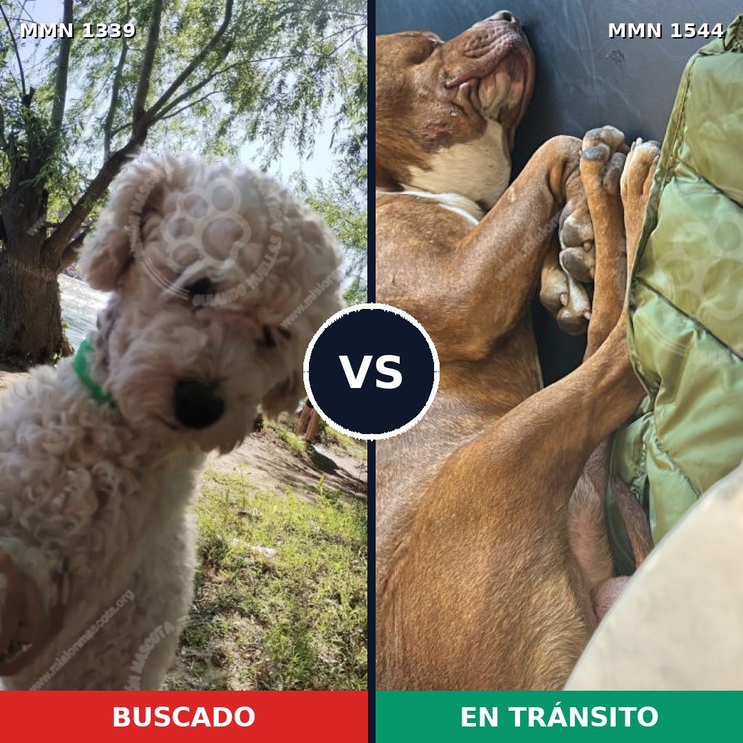 Comparativa MMS 29959: mascota perdida y mascota encontrada, 29% de similitud